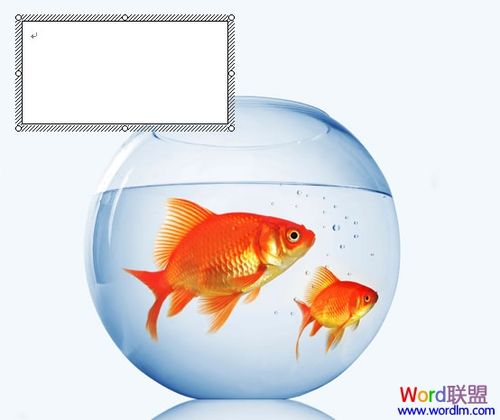 图片上加文字地方