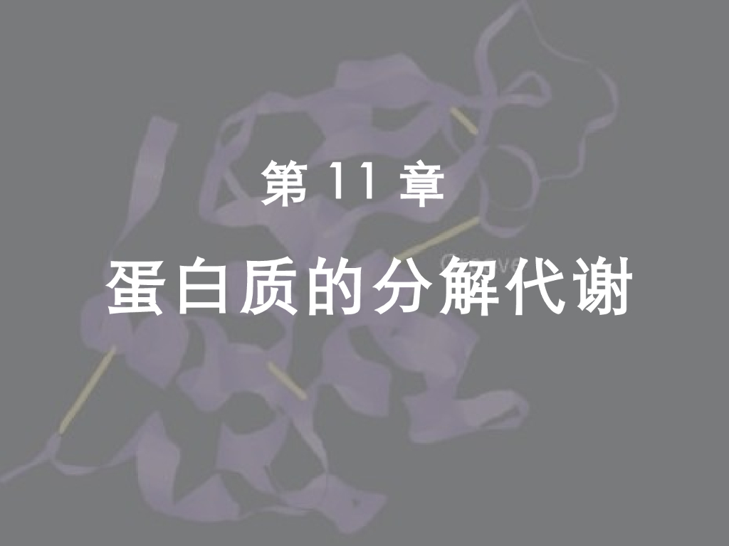 《药学的生物化学基础》演示文稿-第11章 蛋白的分解代谢