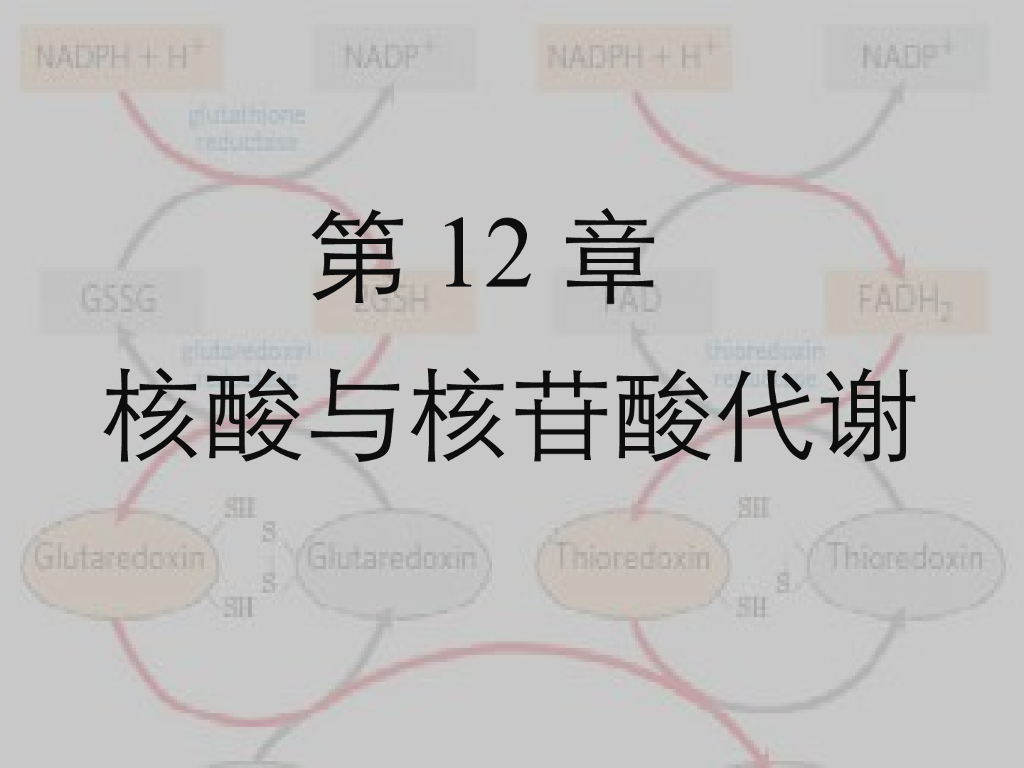 《药学的生物化学基础》演示文稿-第12章 核酸与核苷酸代谢