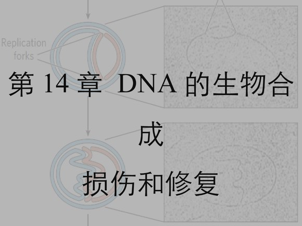 《药学的生物化学基础》演示文稿-第14章 DNA的生物合成