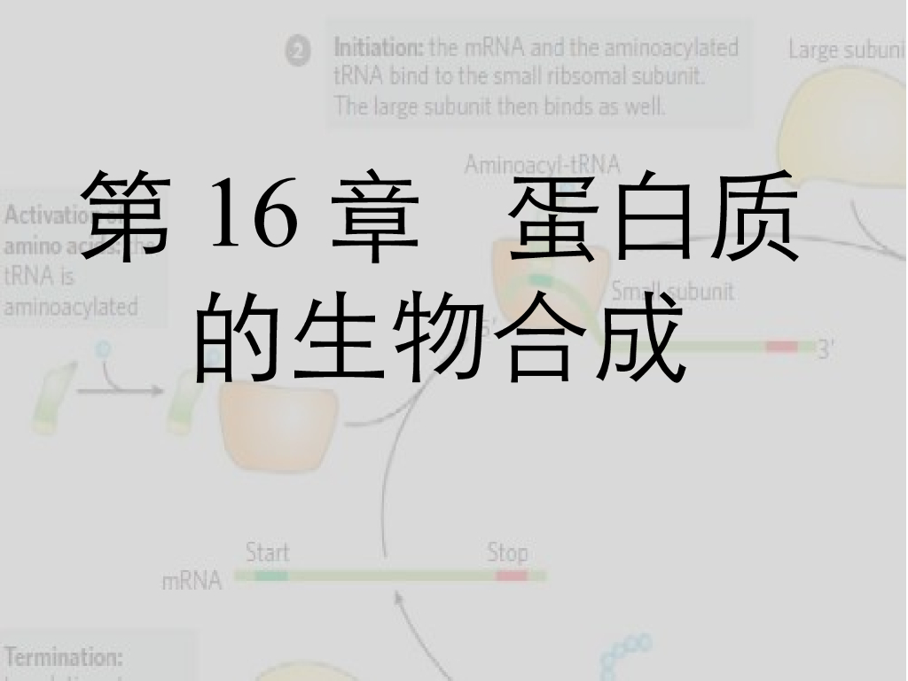 《药学的生物化学基础》演示文稿-第16章 蛋白质的生物合成