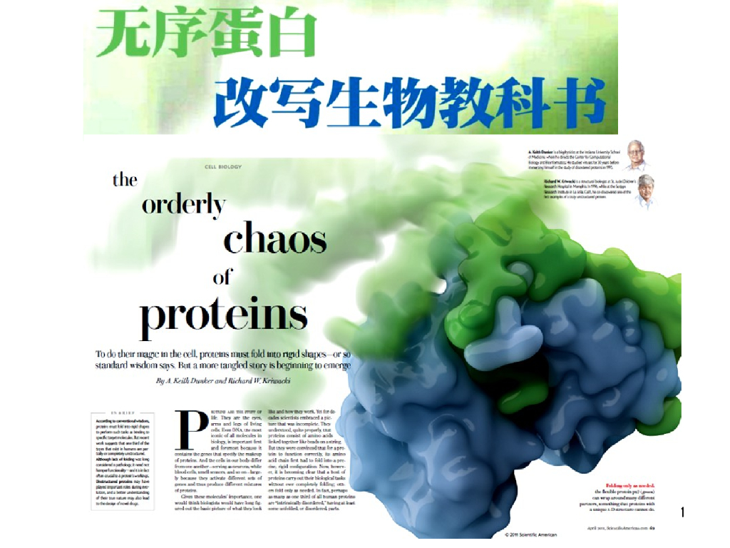 《药学的生物化学基础》演示文稿-无序蛋白质