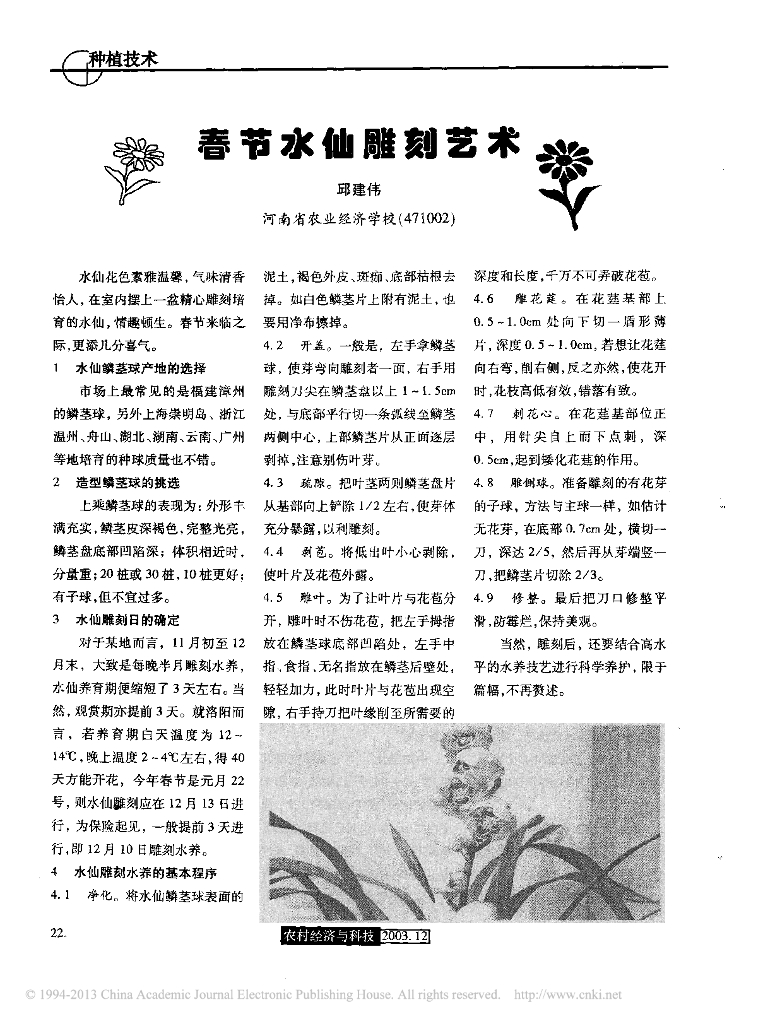 《园林植物栽培技术》春节水仙雕刻艺术