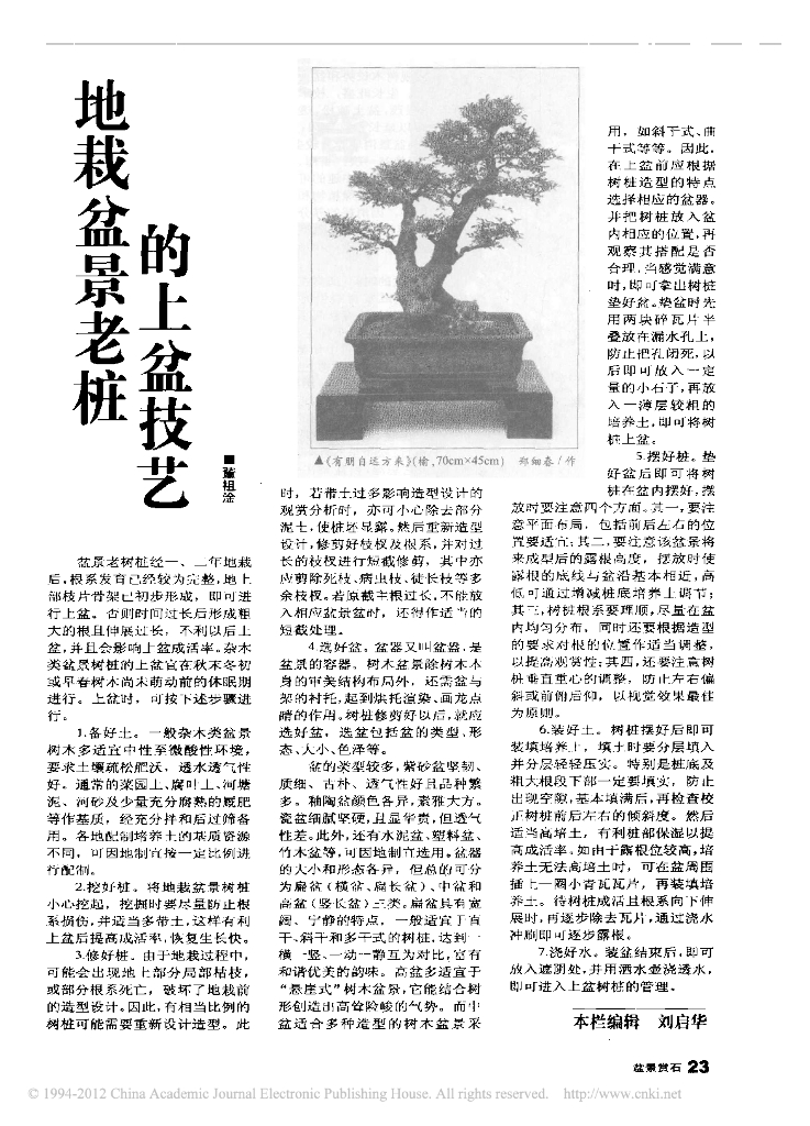 《园林植物栽培技术》地栽盆景老桩的上盆技艺