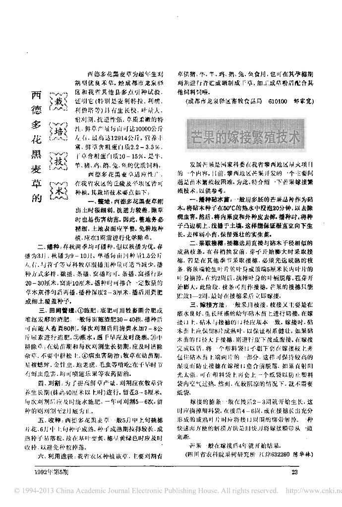 芒果的嫁接繁殖技术
