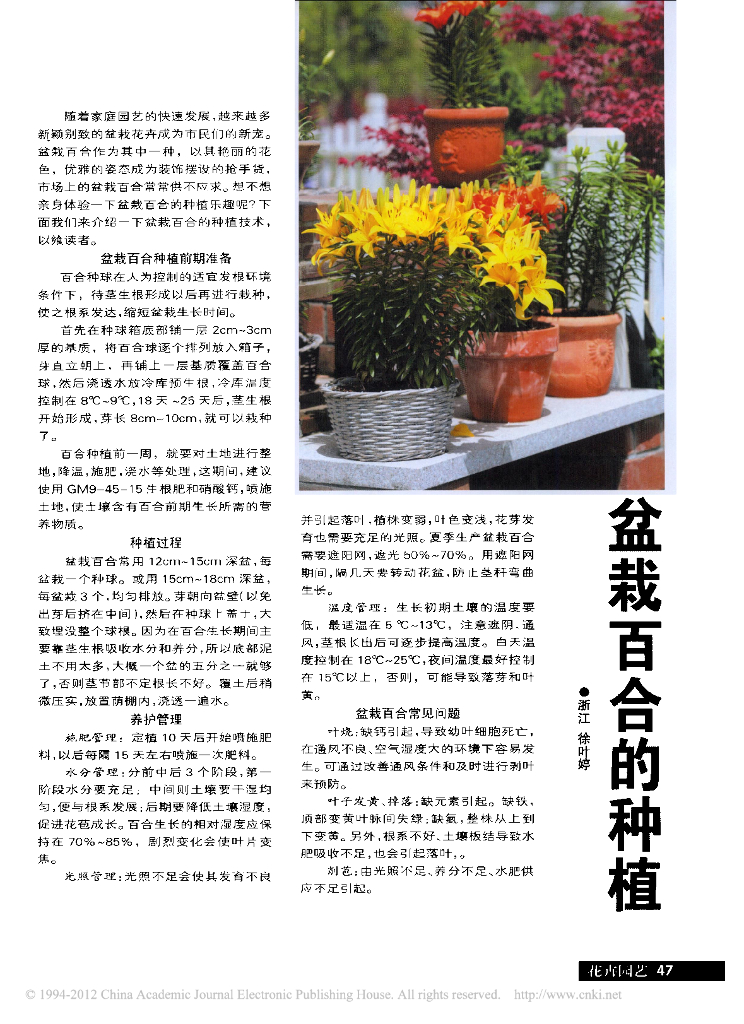盆栽百合的种植