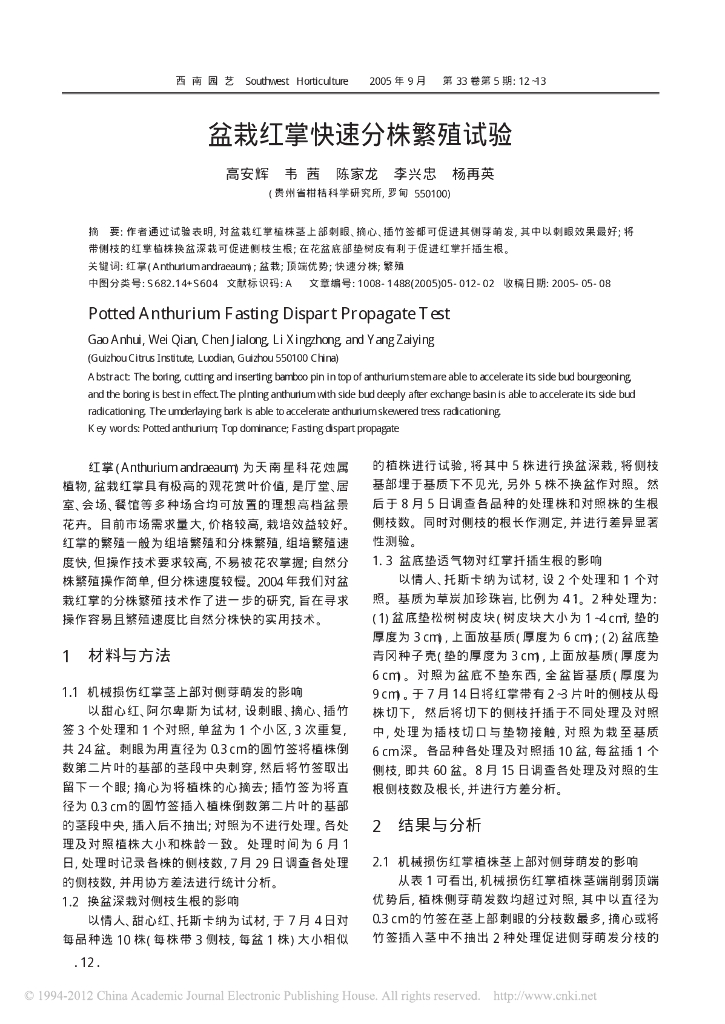 盆栽红掌快速分株繁殖试验