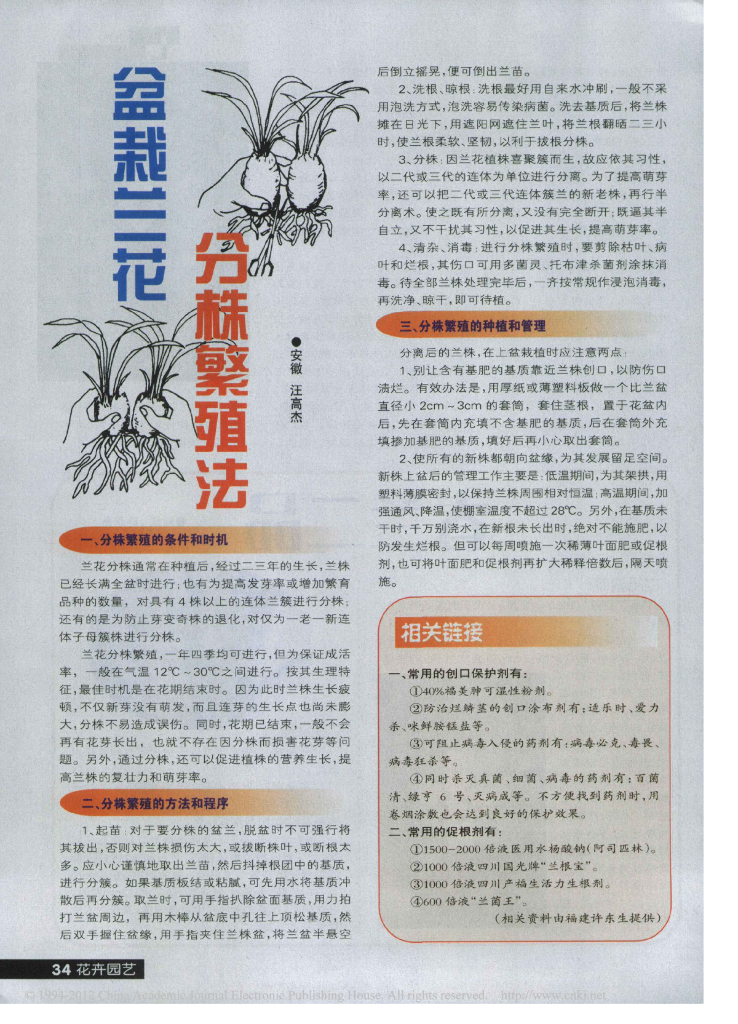 盆栽兰花分株繁殖法