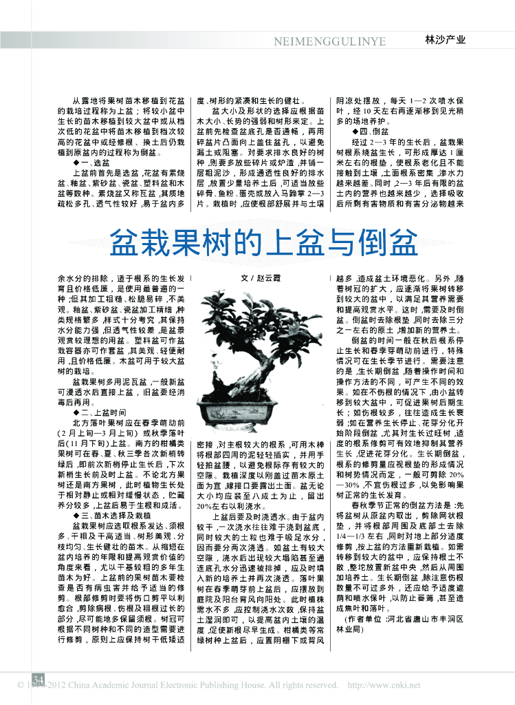 盆栽果树的上盆与倒盆