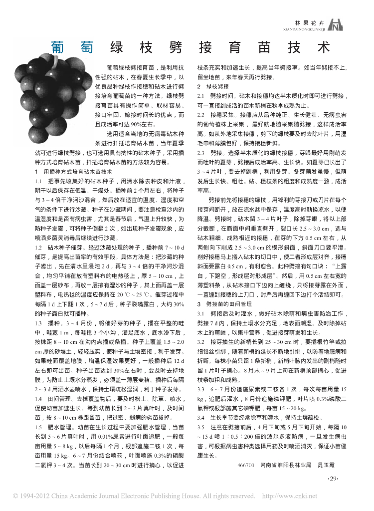 葡萄绿枝劈接育苗技术