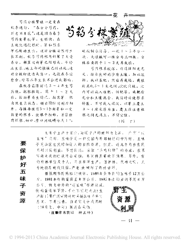芍药分株繁殖