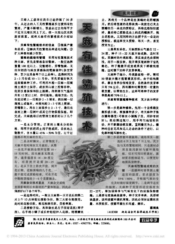 天麻有性繁殖技术