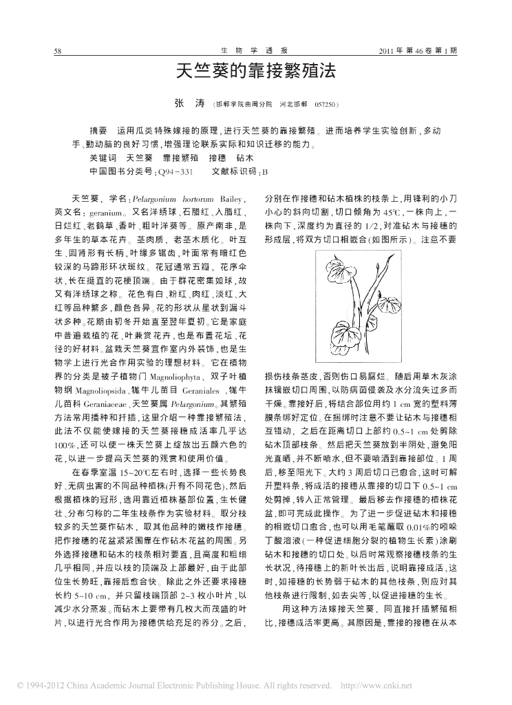 天竺葵的靠接繁殖法