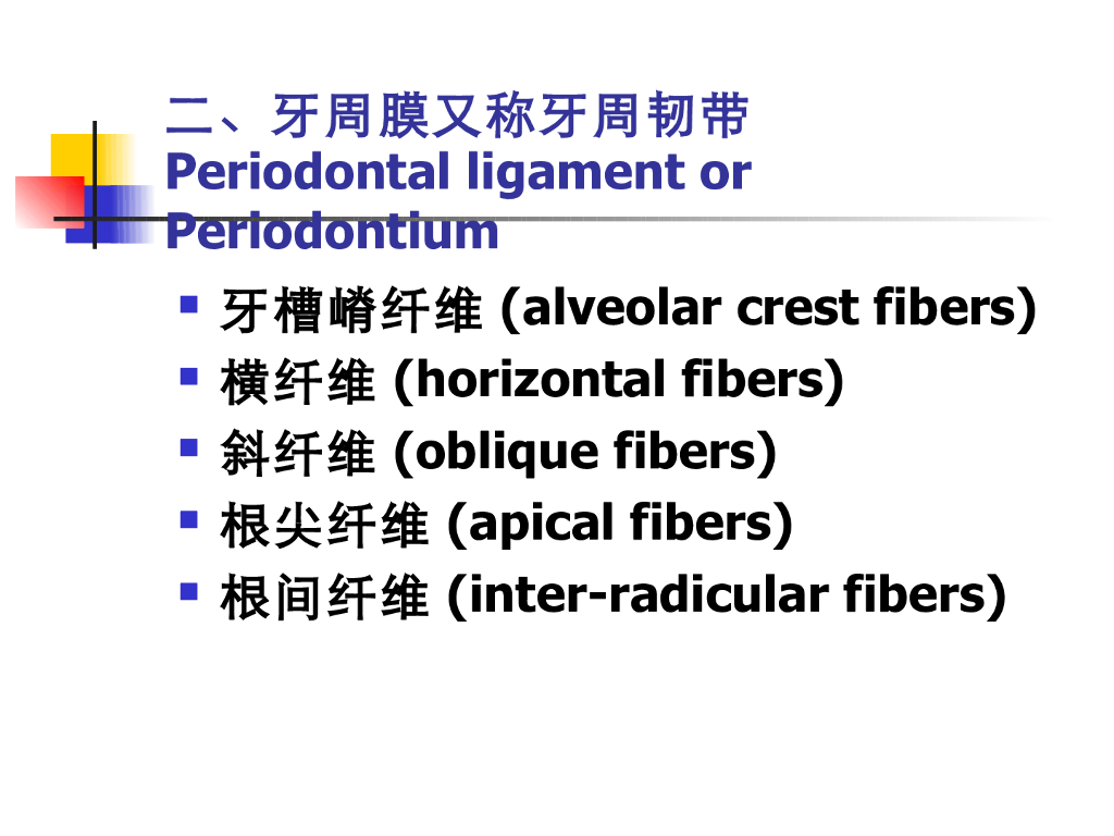 《口腔内科学》演示文稿-牙周组织的应用解剖和生理