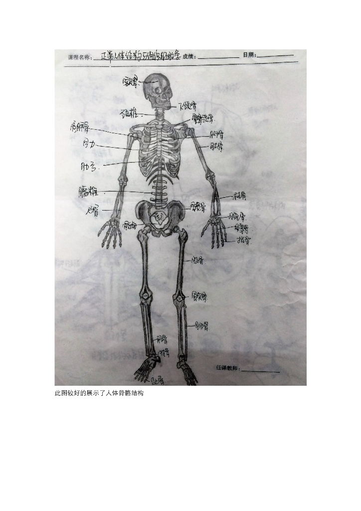 《正常人体结构》学生作品集