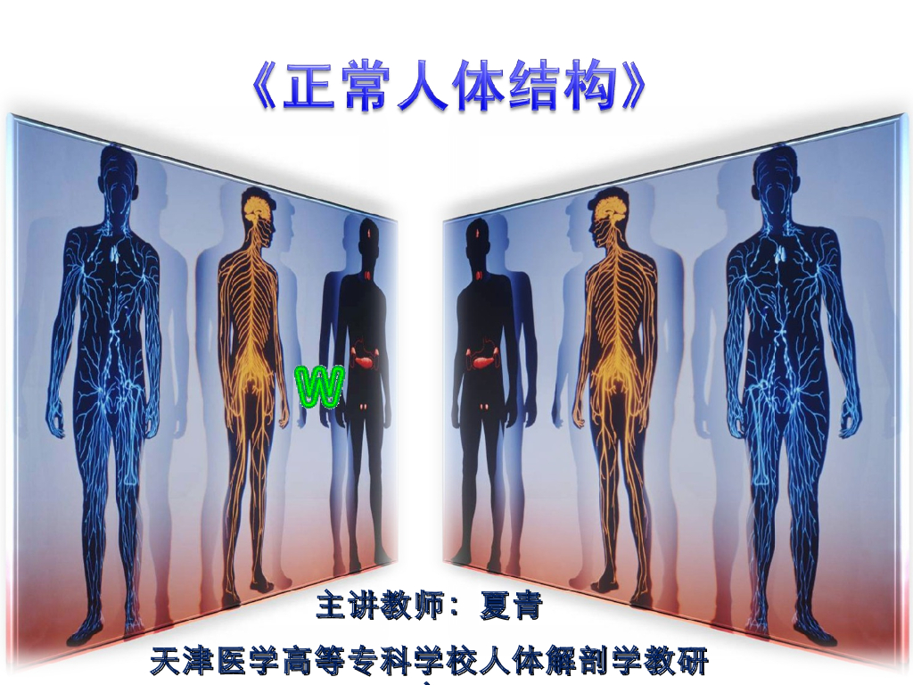 《正常人体结构》演示文稿-肝的形态-微课课件