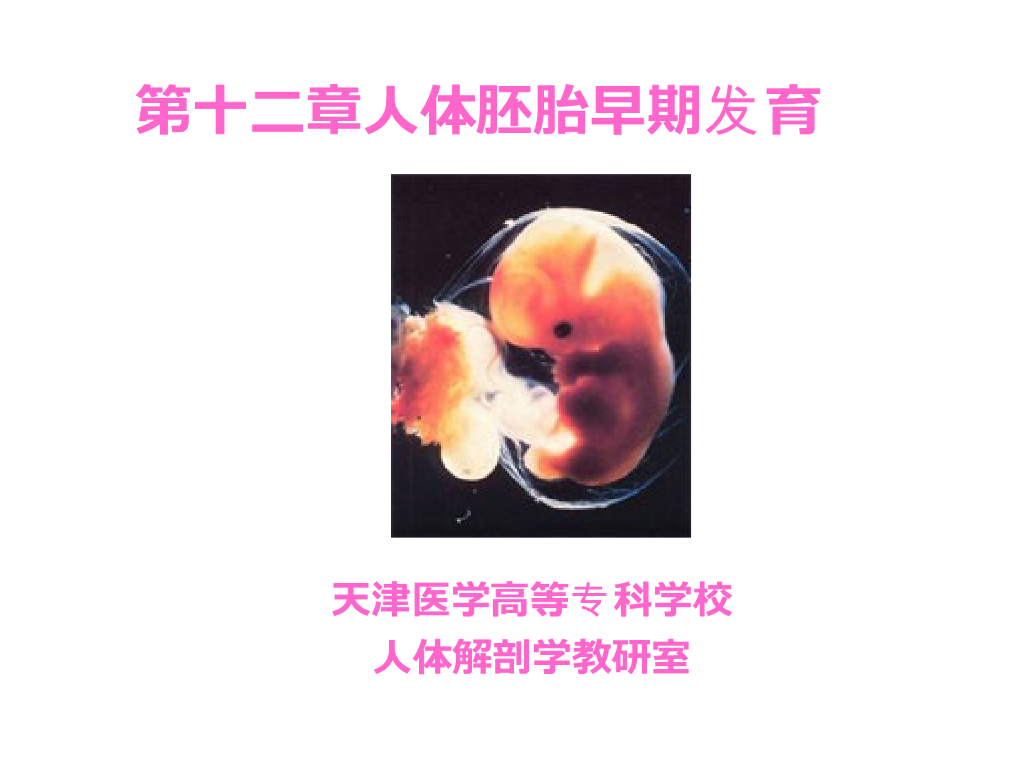 《正常人体结构》演示文稿-人体胚胎早期发育