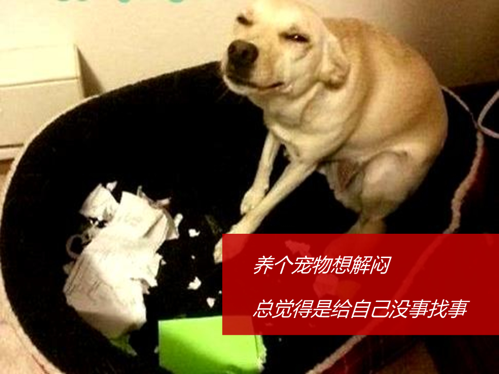 思念金牌夏水饺上市数字营销推广规则_第8页