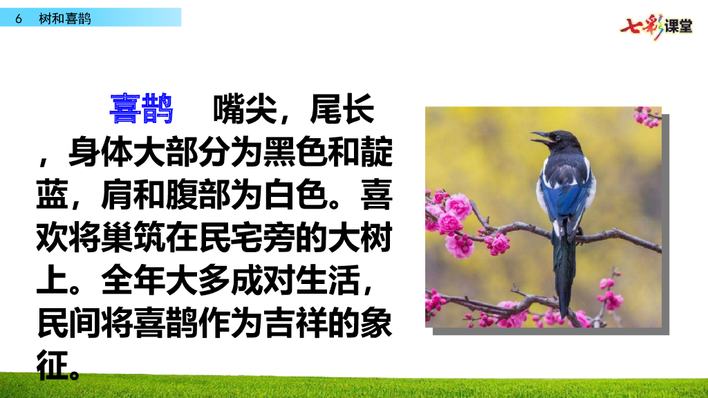 部编版一年级语文下册6 树和喜鹊_第6页
