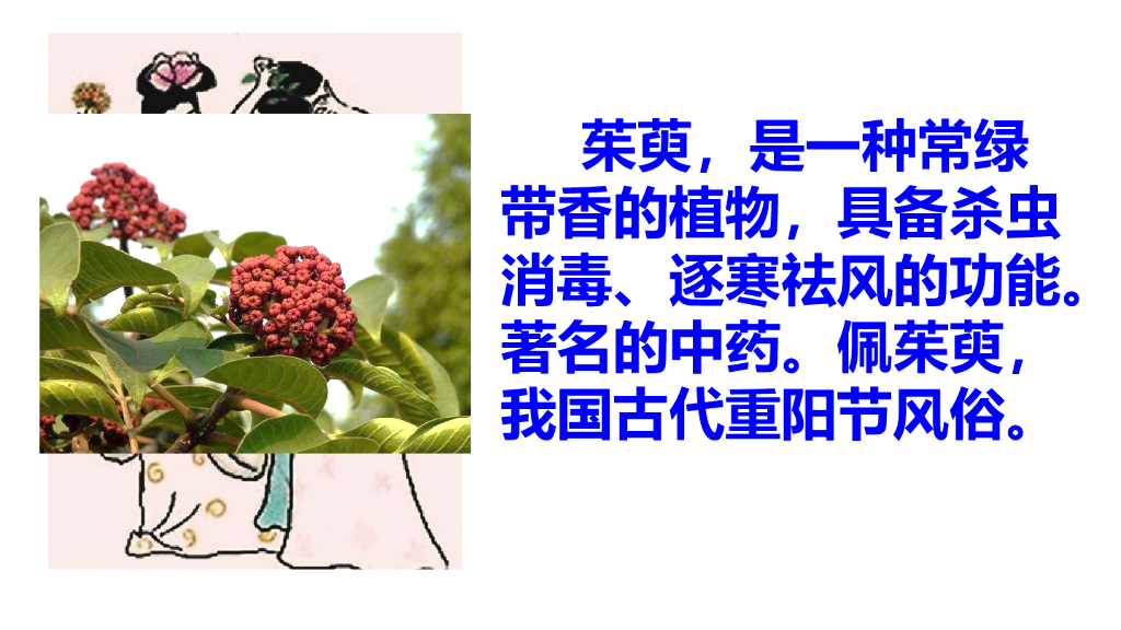 部编版三年级语文下册链接：茱萸