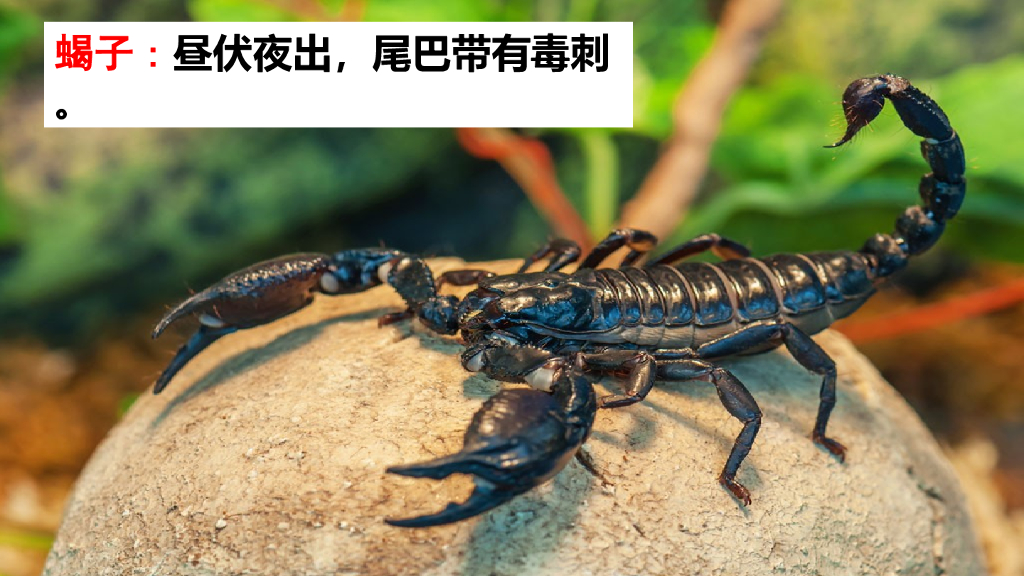 部编版六年级语文下册链接1：蝎子
