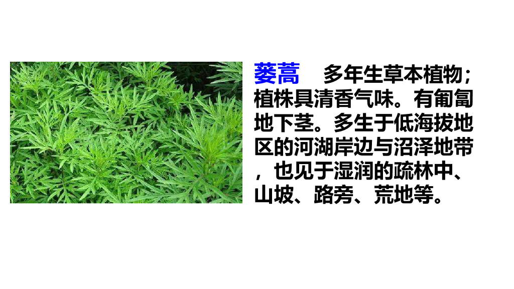 部编版三年级语文下册链接1：蒌蒿和芦芽