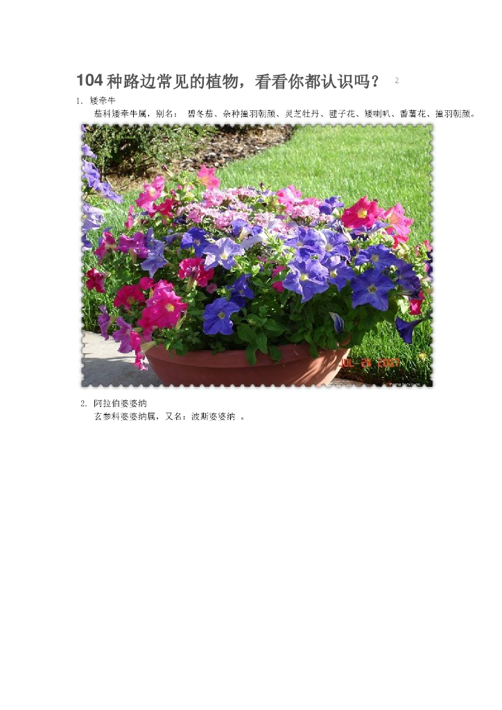 草本花卉大合集