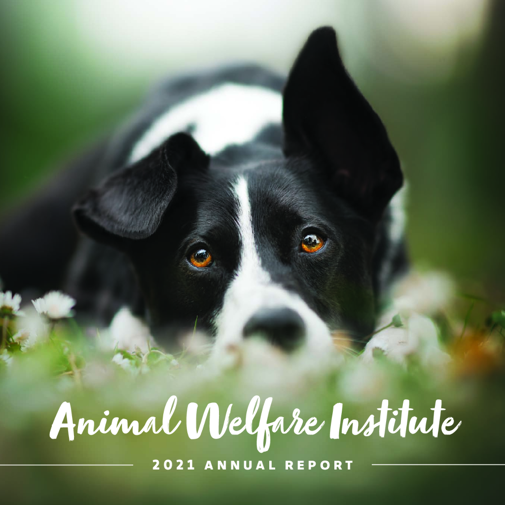 Animal Welfare Institute 2021财年年度报告（英文版）