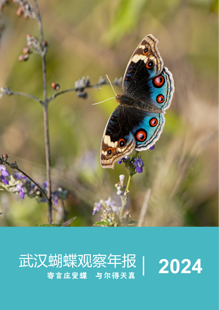 道大自然观察工作室：2024年武汉蝴蝶观察年报