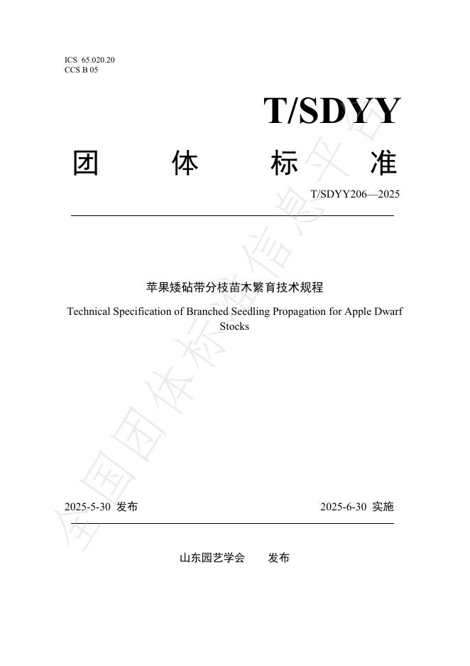 T/SDYY 206-2025 苹果矮砧带分枝苗木繁育技术规程