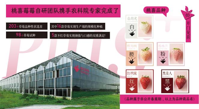 桃喜莓莓品牌手册_第8页