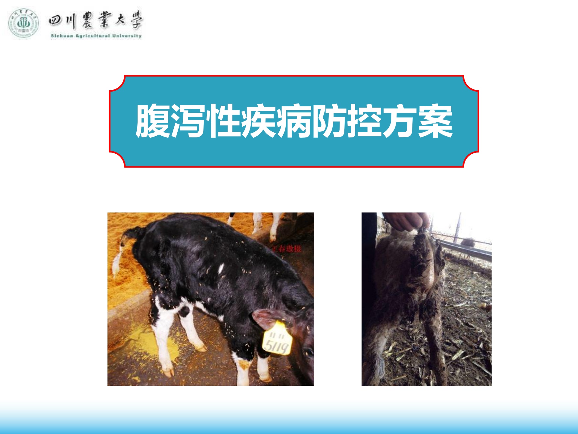 四川农业大学：腹泻性疾病防控方案