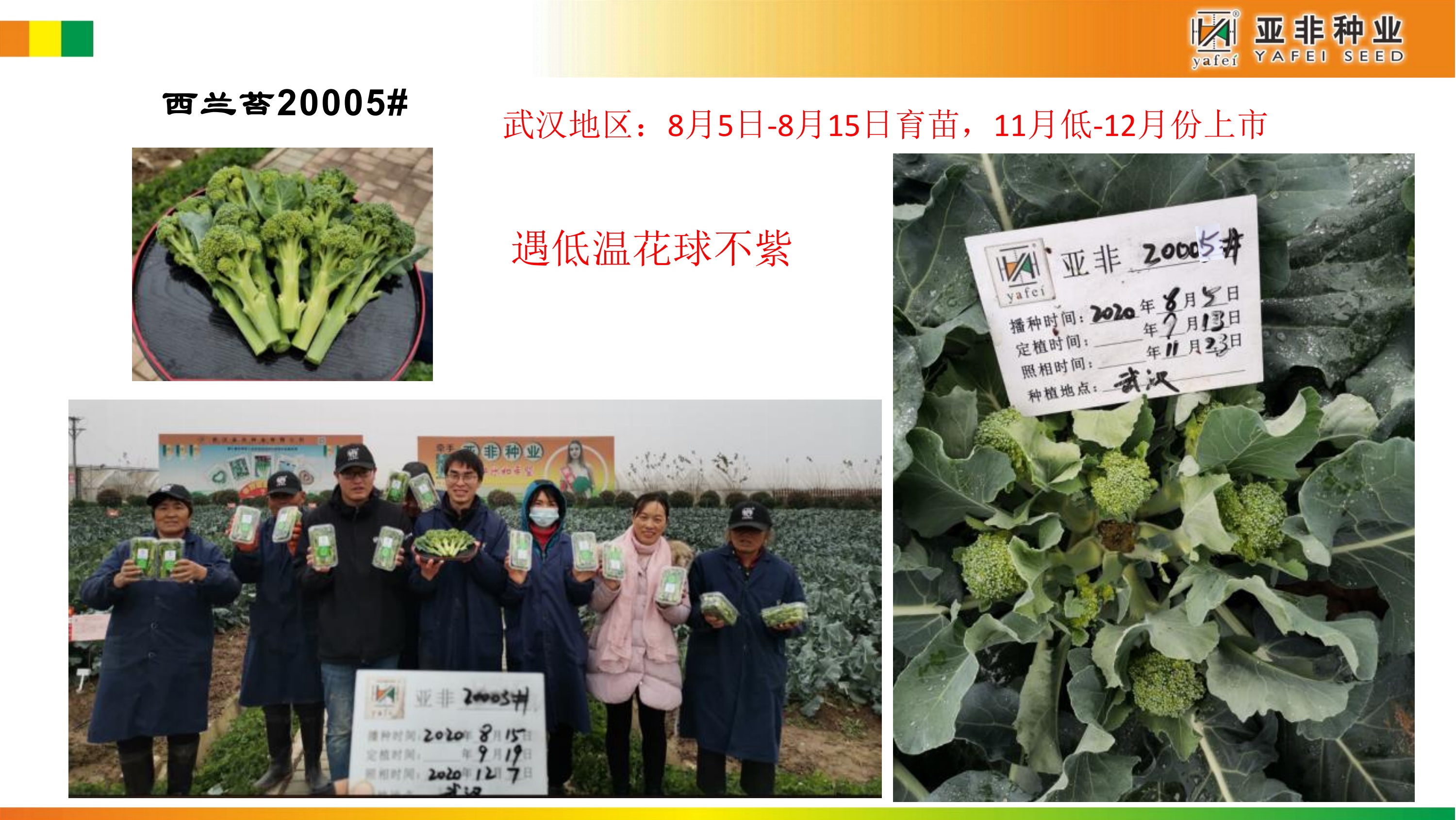 亚非西兰苔秋冬季节种植方案建议_第6页