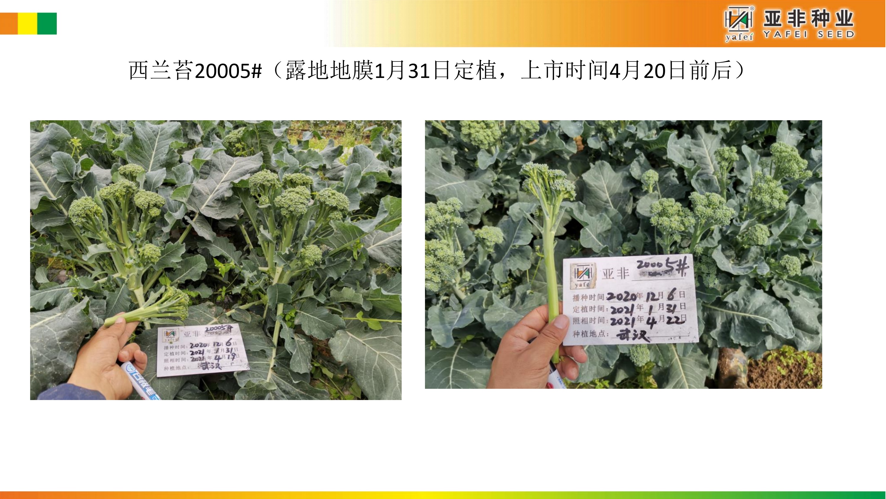 亚非西兰苔秋冬季节种植方案建议_第9页