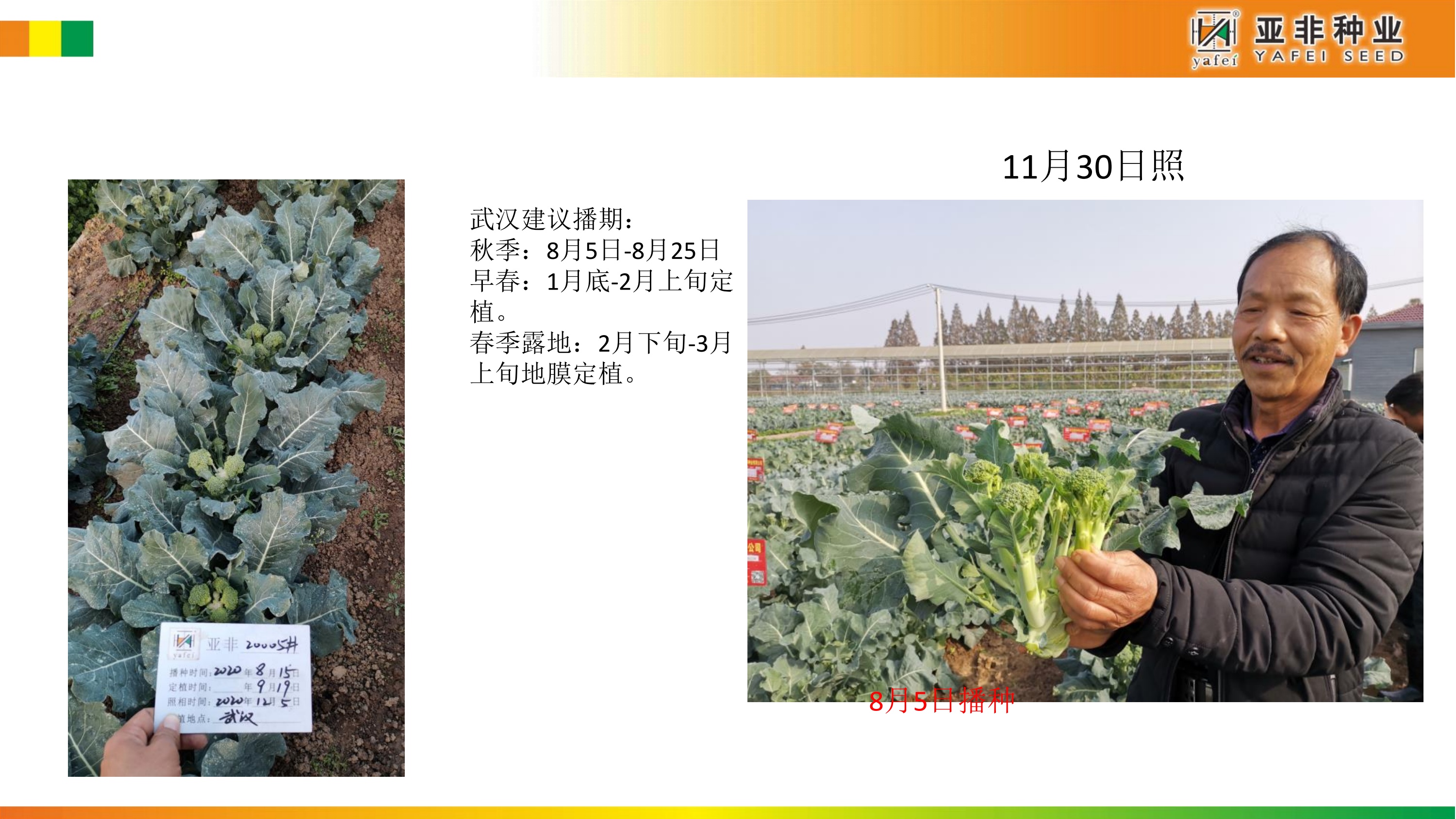 亚非西兰苔秋冬季节种植方案建议_第7页