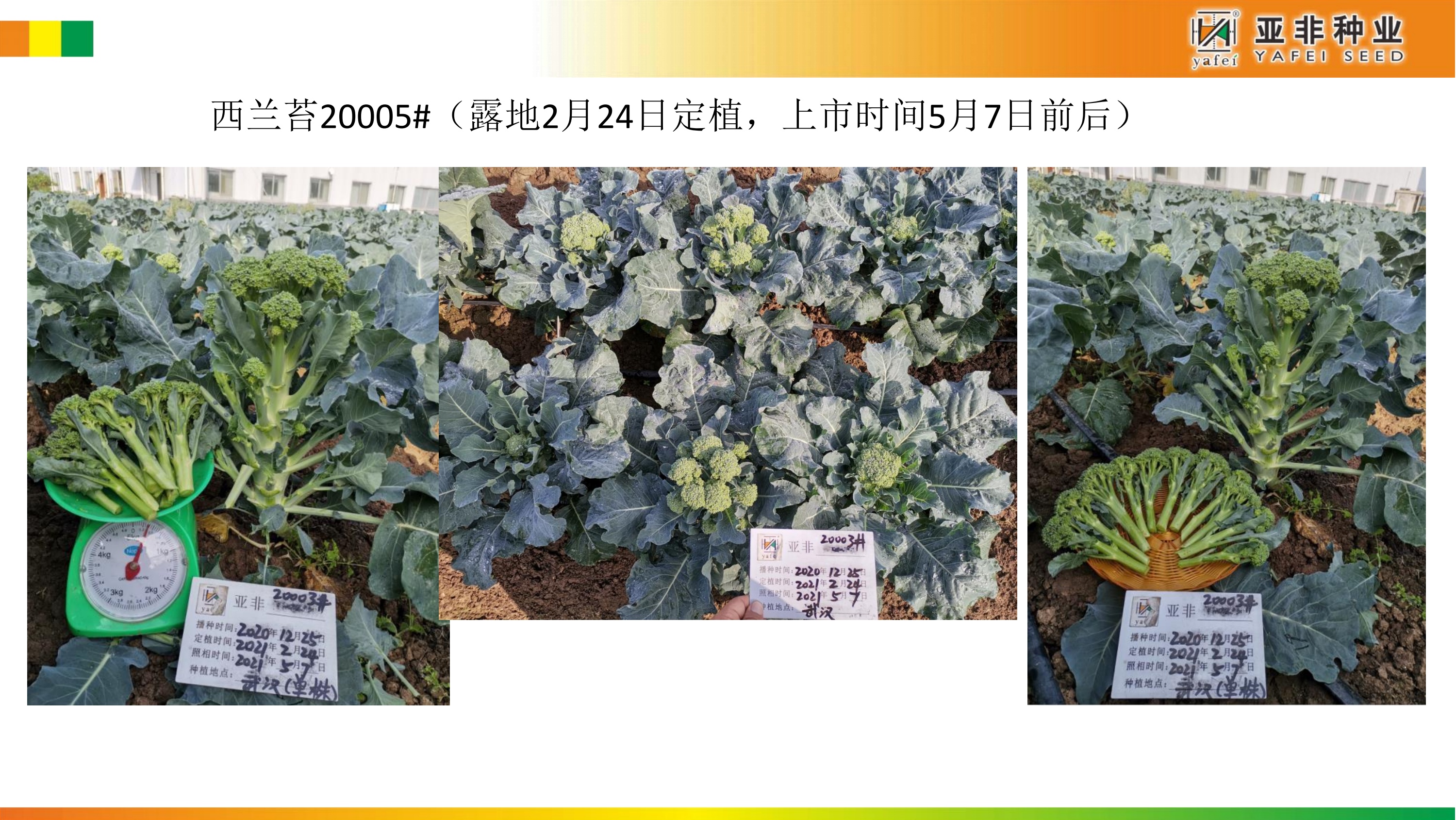 亚非西兰苔秋冬季节种植方案建议_第10页