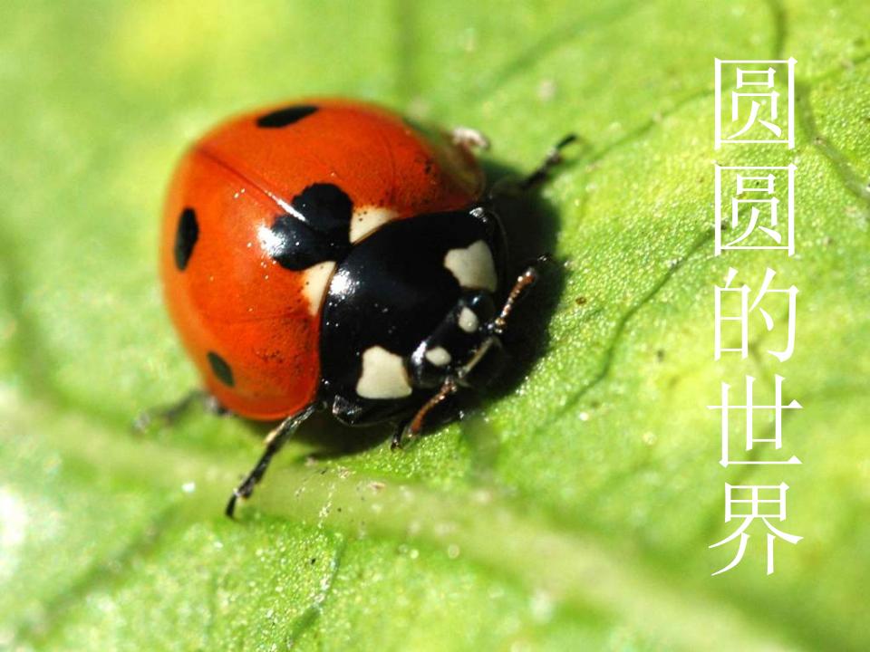 人美版美术一年级上册第3课《圆的世界》课件6