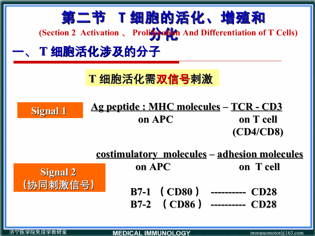 《医学免疫学》演示文稿-B细胞对TI抗原的免疫应答