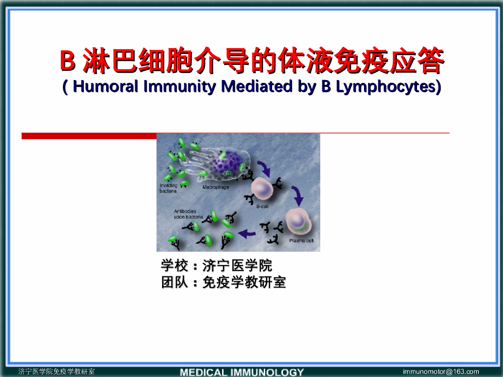 《医学免疫学》演示文稿-B细胞对TD抗原的免疫应答
