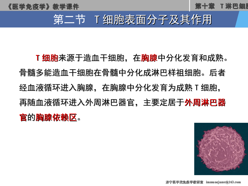 《医学免疫学》演示文稿-T淋巴细胞的表面分子及其作用