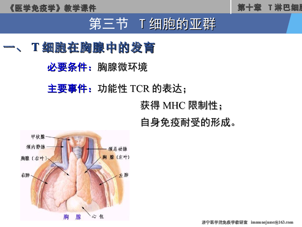 《医学免疫学》演示文稿-T淋巴细胞的亚群