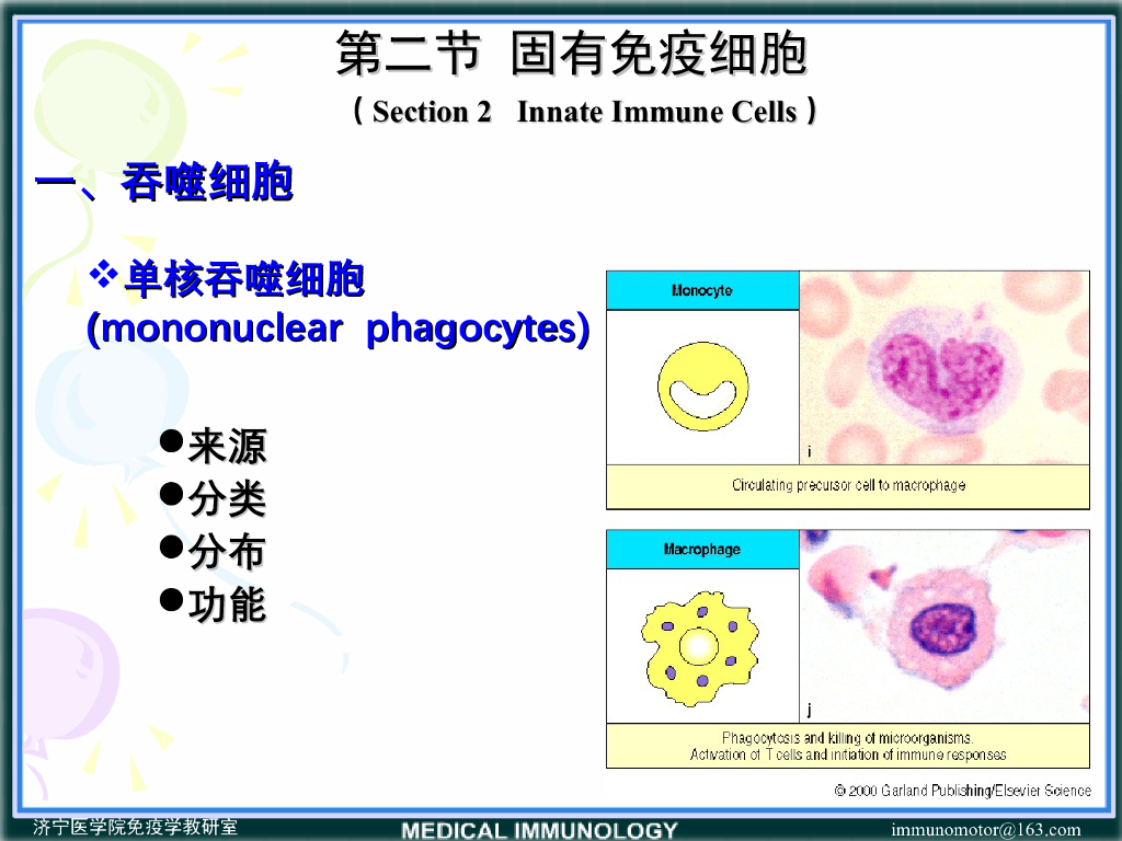 《医学免疫学》演示文稿-固有免疫细胞