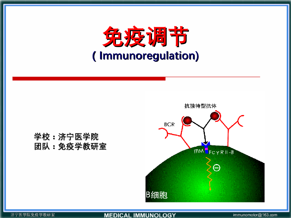 《医学免疫学》演示文稿-抑制性受体介导的免疫调节