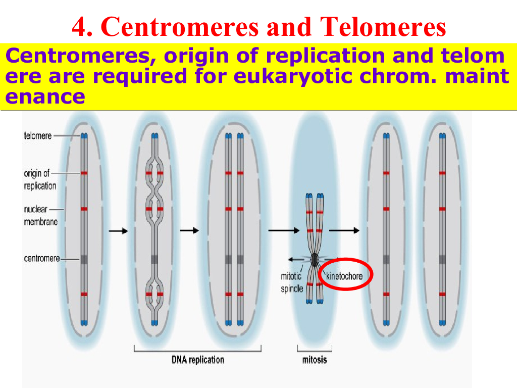 《现代遗传学》演示文稿-核酸和染色体的结构2