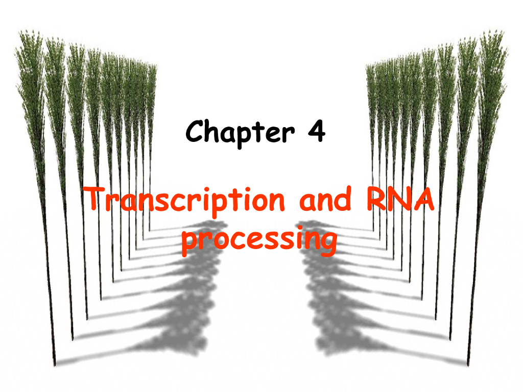 《现代遗传学》演示文稿-转录和RNA加工1