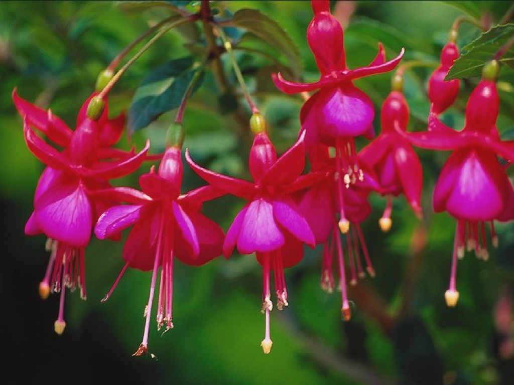 《断层影像解剖学》The sagittal section of cranium