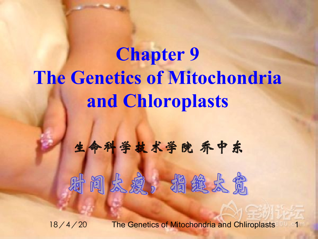《现代遗传学》演示文稿-线粒体和叶绿体遗传