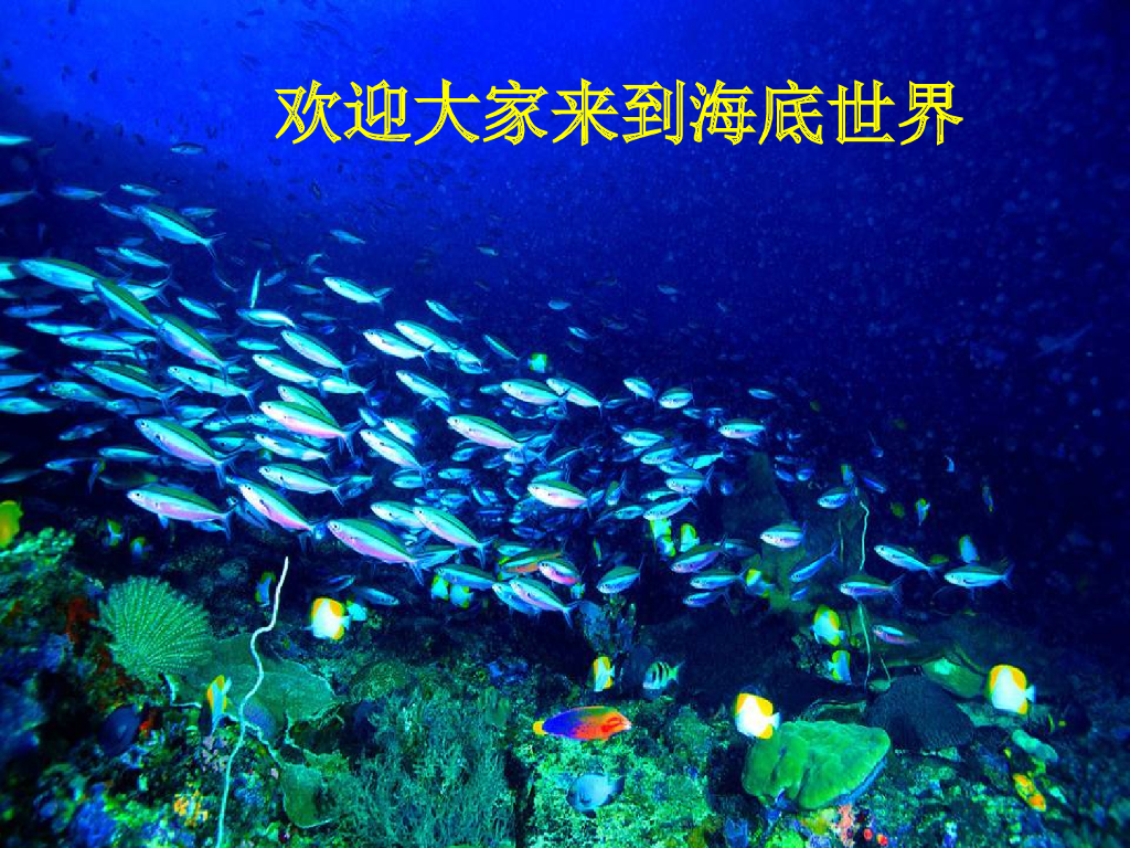 人美版美术一年级上册第17课《谁画的鱼最大》课件12