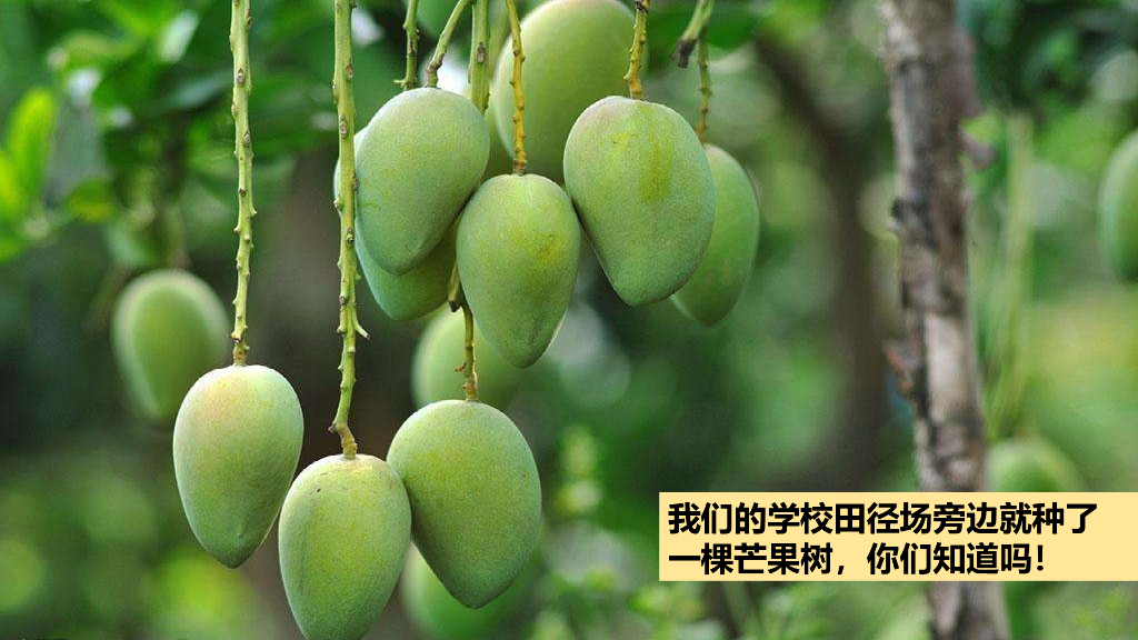2021三年级道德与法治上册 2.4说说我们的学校第1课时_第7页