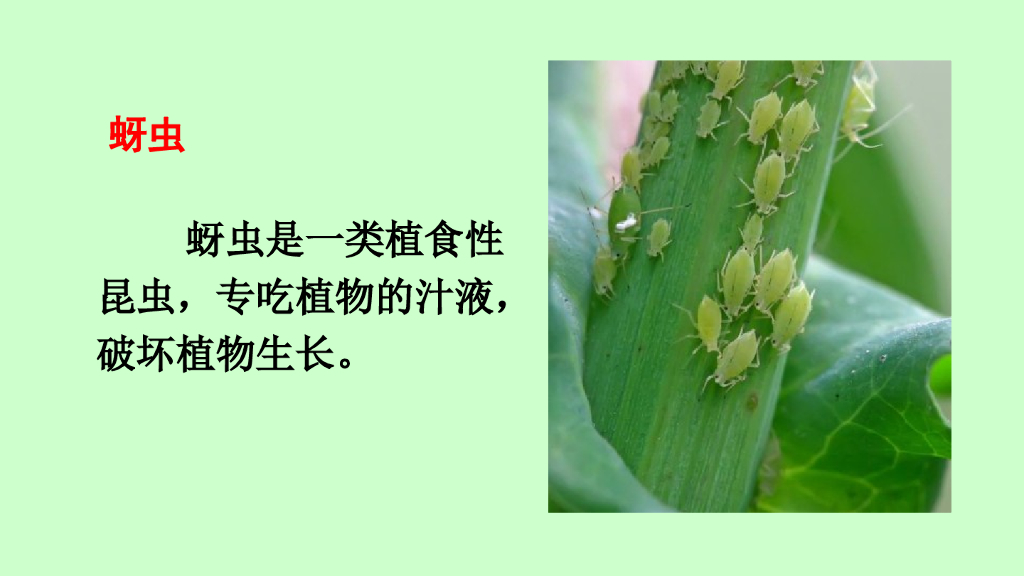一年级语文下册链接1：蚜虫